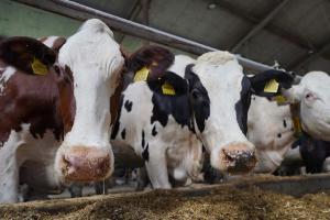 Названо 7 головних молочних порід корів у США