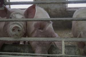 Оприлюднено рейтинг найпотужніших свиногосподарств