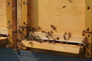 На Черкащині пасічники повідомляють про загибель бджіл