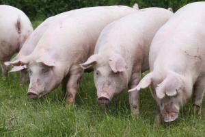 На великих італійських фермах вибракували 12 тисяч свиней через спалах АЧС 