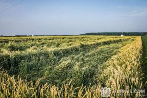 Ділянку вартістю 2 млн грн було повернуто державі