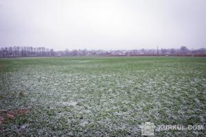 Найбільші площі слабких і зріджених під озимими культурами на зерно у Вінницькій (35,5%) області
