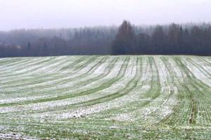 Переважна більшість рослин на Рівненщині – без видимих пошкоджень