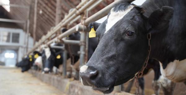 Наступного року в Україні планують збудувати дві великі молочні ферми