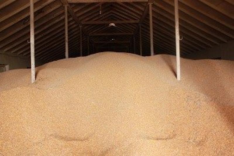 Запаси зерна збільшилися на 17%