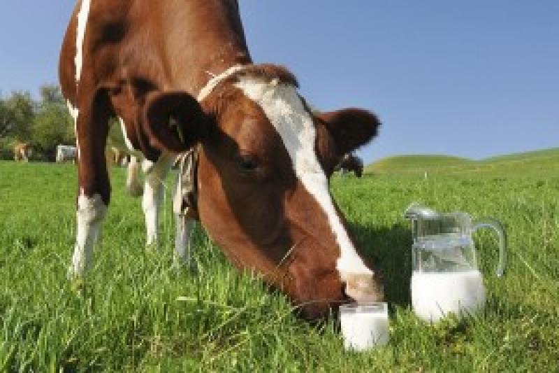 Мінімальні закупівельні ціни на молоко другого сорту становитимуть 4 грн/кг