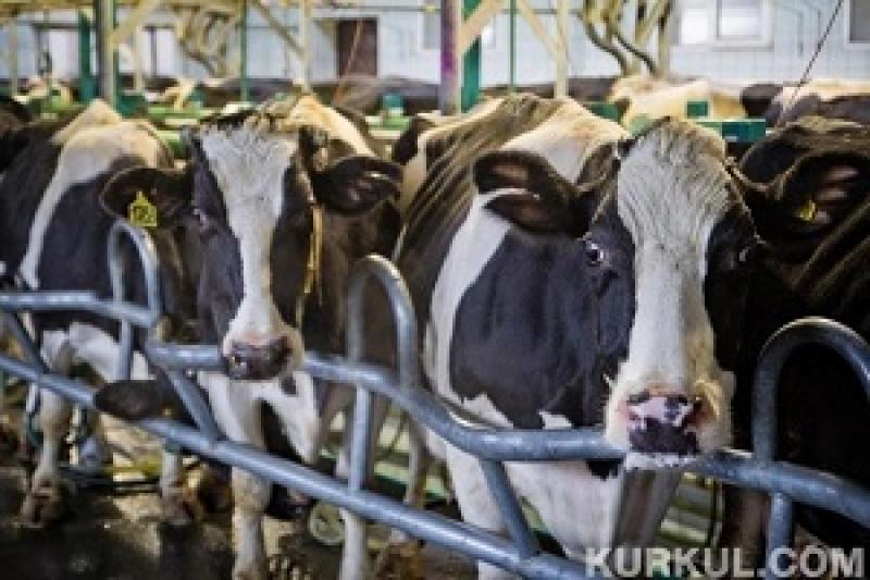В Україні надлишок молока становить 850 тис. т