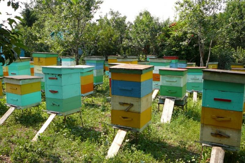 Селяни підозрюють, що причиною масової загибелі бджіл є недбалість агрохолдингу