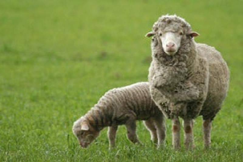 За  часів незалежної України поголів’я овець скоротилось у 10 разів