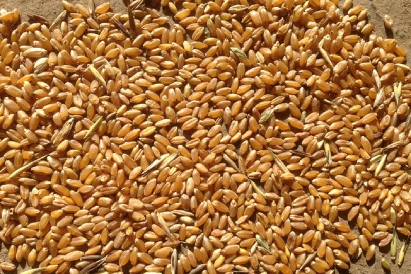 Наразі показники виробництва пшениці НААН 39 тис. т