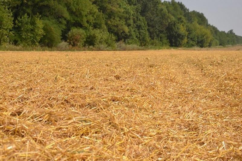 Аграрії Дніпропетровщини очікують зібрати 2,3 млн т зерна