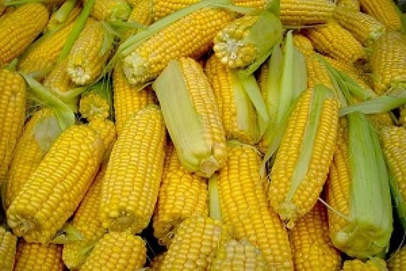 Прогноз світового врожаю кукурудзи піднято до нового рекордного значення