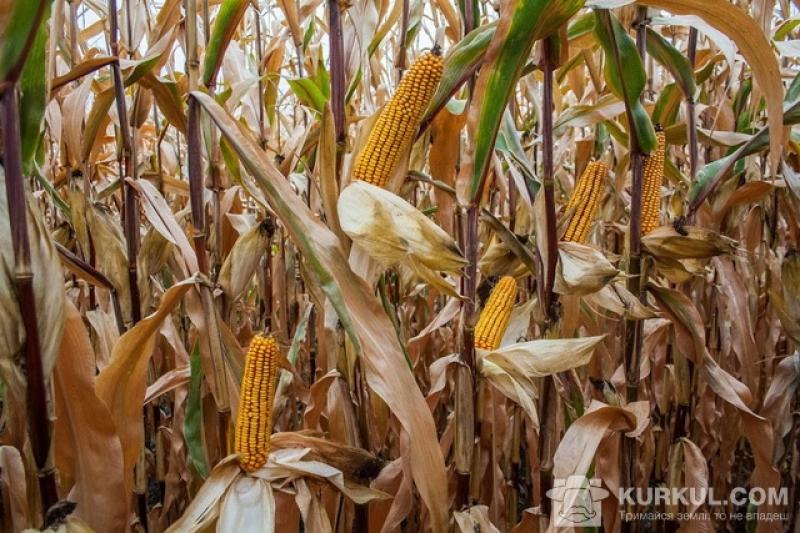До Державного реєстру сортів рослин України занесено 1041 гібрид кукурудзи різних груп
