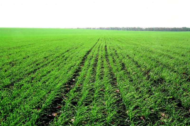 Найбільше озимої пшениці посіяно в сільгосппідприємствах Новоград-Волинського району