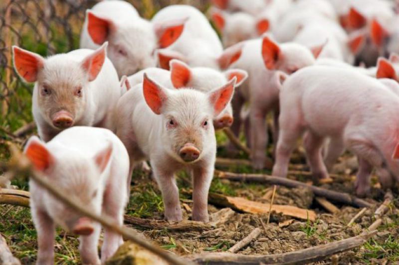 Наразі у Польщі зареєстровано 23 спалахи АЧС у домашніх свиней