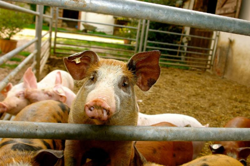 Загибель трьох свиней зафіксовано в домогосподарстві у Сватівському районі Луганської області
