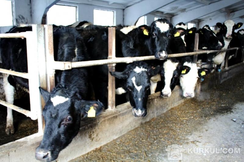 Сімейні молочні ферми були створені на базі сільськогосподарських обслуговуючих кооперативів молочного напрямку діяльності