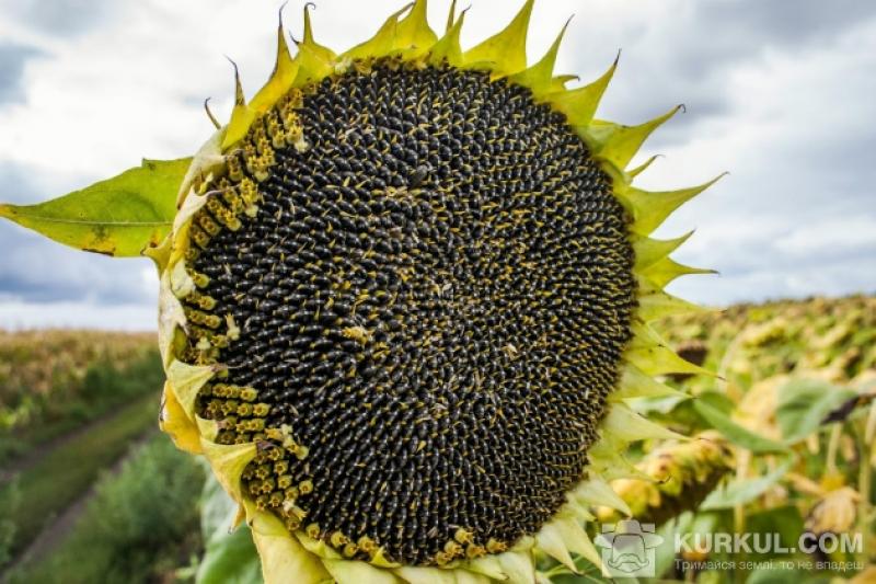 Збір насіння соняшнику в Аргентині може скласти 3,4 млн т, що стане максимальним результатом за останні 5 років