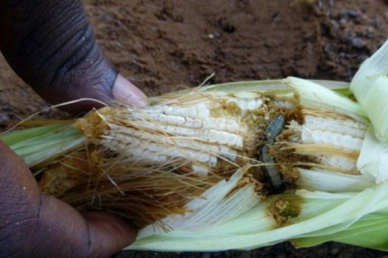 Вчені закликають негайно діяти, щоби зупинити шкідника, який руйнує посіви кукурудзи і швидко поширюється в Африці