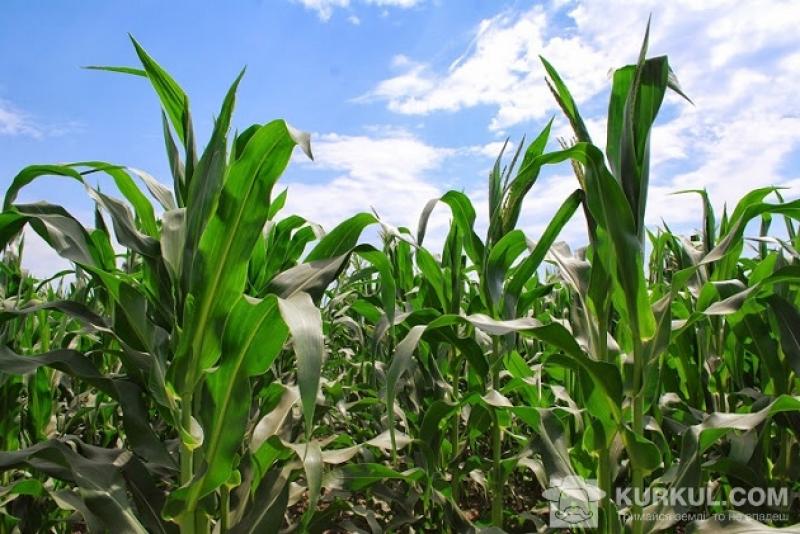 Цьогоріч на Полтавщині посіють 500 тис. га кукурудзи