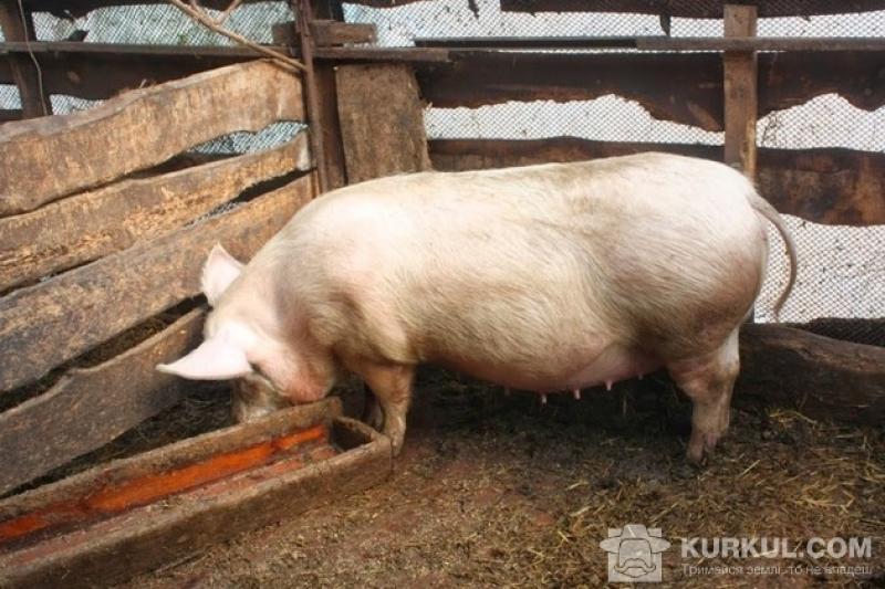 З початку року в Україні зменшилось поголів’я свиней