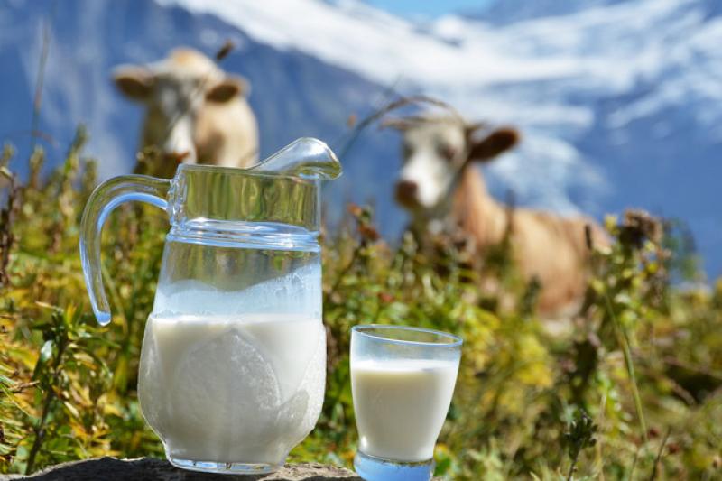 Найбільше якісного молока виробили на Київщині