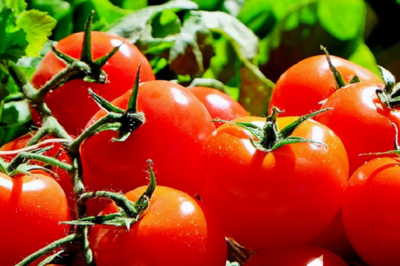 Японські вчені створили ГМ-помідори без насіння