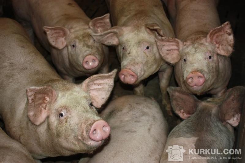 Польські свинарі не можуть отримати компенсацію майже протягом року