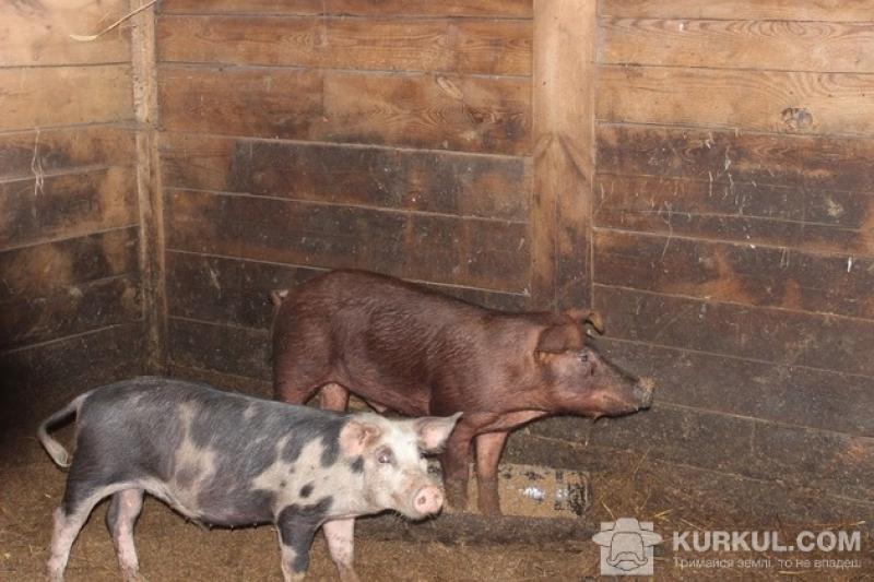 Поголів’я свиней скоротилось на 7,3%