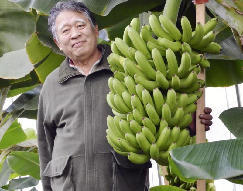 Сетзузо Танака, японський фермер, який вирощує холодостійкі банани