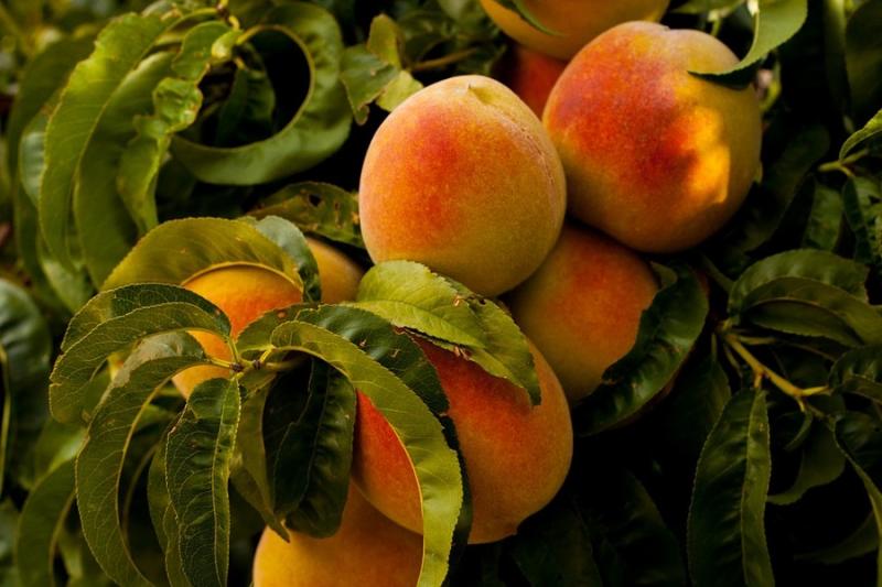 Молдовські фермери викорчовуватимуть персикові сади