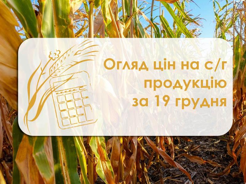 Пшениця та ячмінь подорожчали — огляд цін на с/г продукцію за 19 грудня