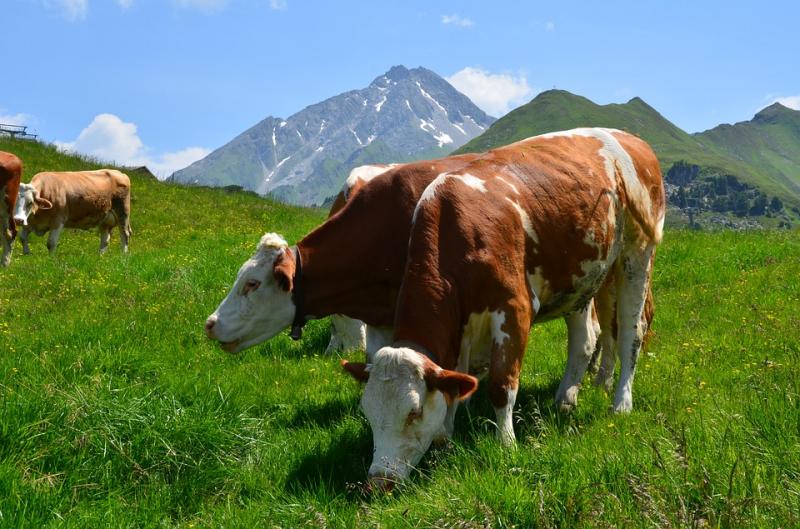 «Кодекс поведінки» туристів на пасовищах створять в Австрії