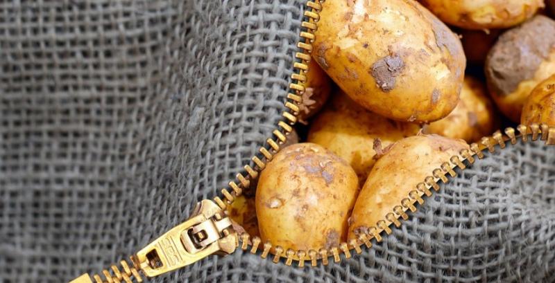 Вчені представили новий сорт картоплі з коротким терміном вегетації