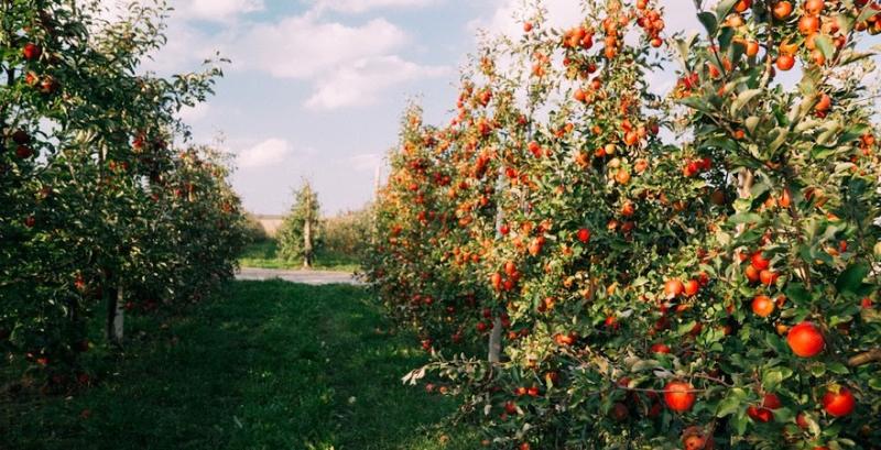 В Україні зріс попит на якісні та промислові яблука