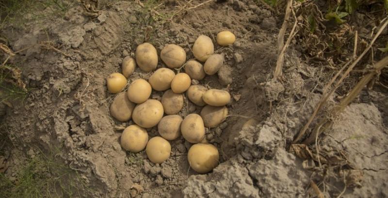 Рання картопля дозріє в Україні на 20 днів раніше звичайного