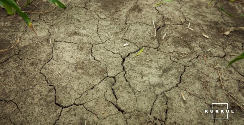 Посуха у Франції загрожує урожаю кукурудзи