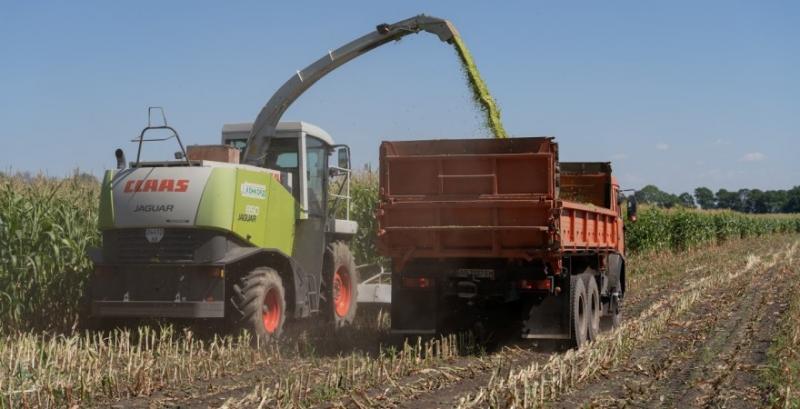 Окремі господарства Черкащини не планують закладати силос — кукурудза згоріла