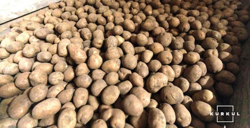 Під тиском імпортної продукції в Україні дешевшає картопля