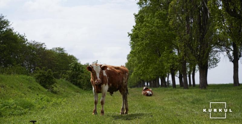 Дрібні породи корів набирають популярності серед невеликих ферм