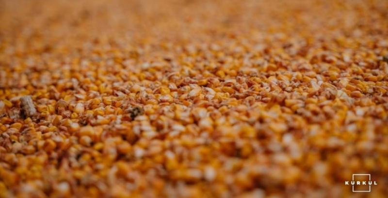 Майже третина вирощеної кукурудзи в Україні вітчизняної селекції