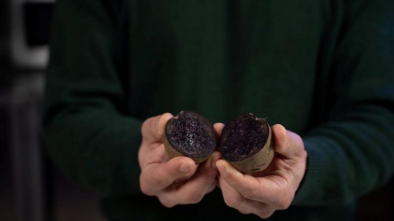 Фіолетова картопля сорту Либідь