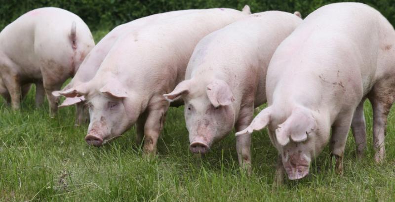 На великих італійських фермах вибракували 12 тисяч свиней через спалах АЧС 