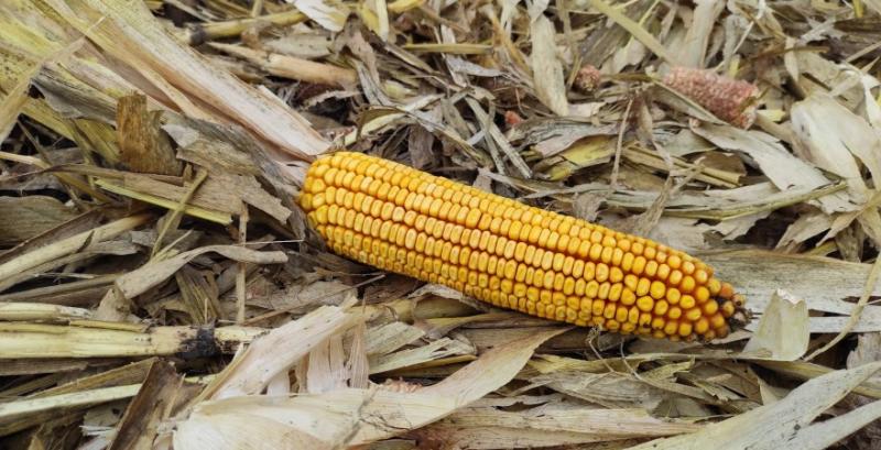 Ціни на кукурудзу в українських портах почали укріплюватись
