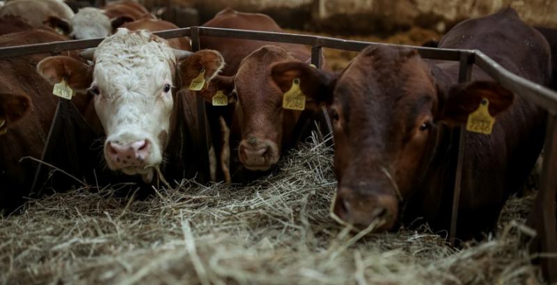 Фермам на 50 корів нереально конкурувати з компаніями на тисячі голів — Вовченко