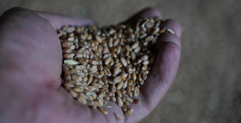 Уряд Індії закликав трейдерів не купувати пшеницю нового врожаю