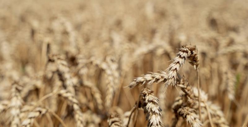 Вирощування зернових в Польщі збиткове — експерт