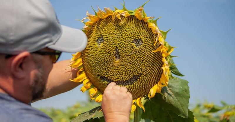 Чи ефективні біопрепарати на посівах соняшнику — висновки експерименту