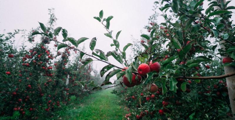 Криза перевиробництва минула, яблуневі сади знову стають прибутковими — садівник