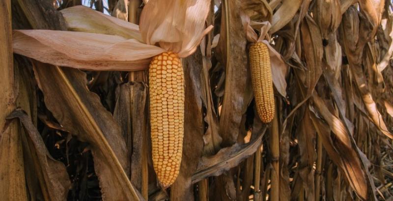 Через нашестя листоїда в Аргентині виробники кукурудзи втратили врожаю на $1,3 млрд